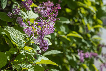 Branches of persian lilac with purple flowers and green leaves are in a park in summer