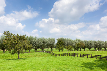 Dutch rural grass landscape with a wooden fence and a pear tree in Meerkerk in the Netherlands