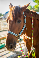 Obraz premium beautiful brown horse at the ranch. hippodrome preparing for the race. a magnificent animal in the sun.