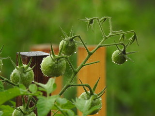Ogród w deszczu - młode, zielone pomidory - drapieżny wygląd, tło
