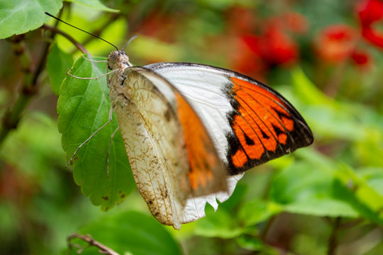 Hebomoia glaucippe butterfly or Great Orange Tip