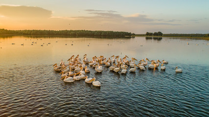 A flock of white pelicans on lake beleu, moldova during sunset