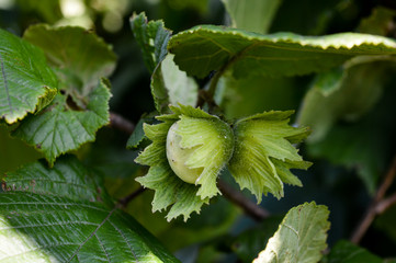 green hazel