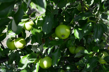 green apples on a tree