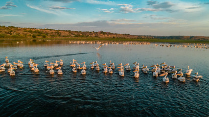 Fototapeta premium A flock of white pelicans on lake beleu, moldova during sunset
