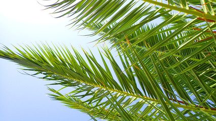 palm leaves and blue sky