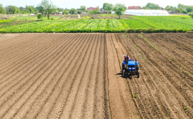 Farmer on a tractor drives on a farm field. Agriculture and agribusiness. Growing vegetables....