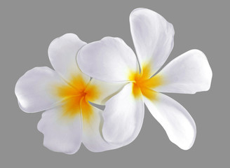Frangipani, Plumeria flower isolated on white background