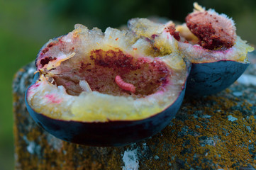 worm inside the plum