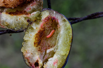 worm inside the plum