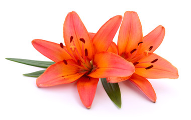 Obraz na płótnie Canvas Two orange lilies.