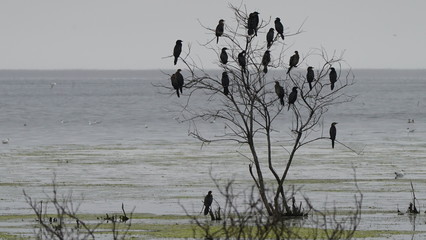 Great cormorant (Phalacrocorax carbo), known as the black shag in Azerbaijan