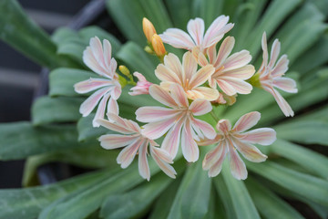 Blooming flowers with dew flowers and green leaves，Lewisia cotyledon