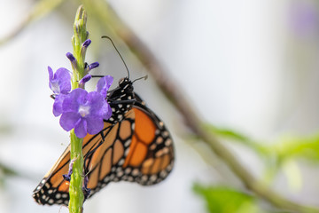 monarch butterfly on flower
