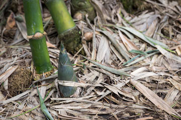 Shoot of Bamboo in the rain forest. 
Bamboo sprout. young bamboo sprouts at agriculture bamboo farm.