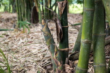 Shoot of Bamboo in the rain forest. 
Bamboo sprout. young bamboo sprouts at agriculture bamboo farm.