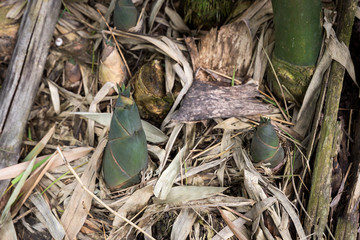 Shoot of Bamboo in the rain forest. 
Bamboo sprout. young bamboo sprouts at agriculture bamboo farm.