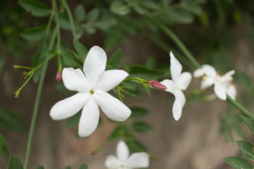 White spring flower.