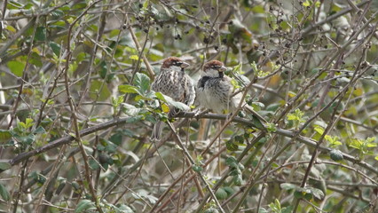 Spanish sparrow or willow sparrow (Passer hispaniolensis) in Azerbaijan 