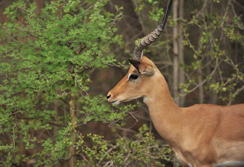 Zambia. Africa. Antelope in the savannah.