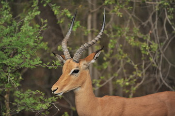 Zambia. Africa. Antelope in the savannah.