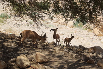 Naklejka na ściany i meble Mountain goats of the Judean desert in Ein Gedi Park