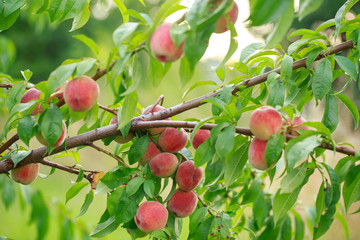Beautiful ripe peach