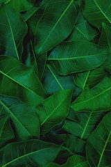 Top view of dark green leaves wallpaper background pattern in portrait shot.