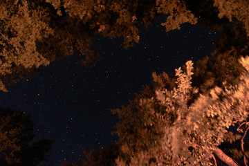 A starry, moonless night. Night starry sky in the forest. The tops of the trees stretch up, and...