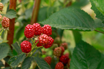 Blackberry bush in the garden