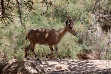 Naklejka na ściany i meble Mountain goats of the Judean desert in Ein Gedi Park
