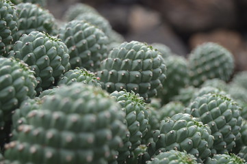 Cactus