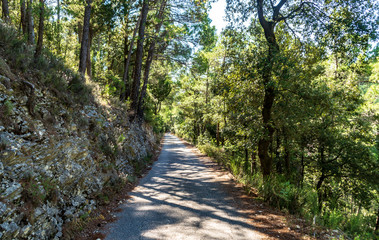 Fototapeta premium Strada dentro il bosco in estate