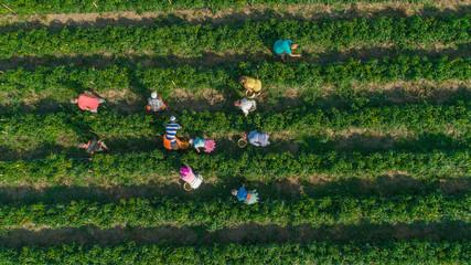 aerial top view of People gathering pepper in the rows in field