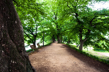 The beautiful landscape of forest path road,