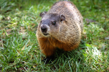 One curious groundhog 