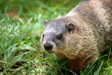 One curious groundhog 