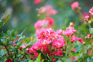 Beautiful pink roses flower in the garden