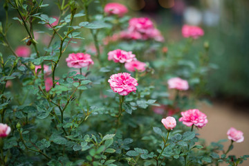 Beautiful colorful pink roses flower in the garden