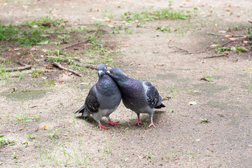 仲良しの鳩