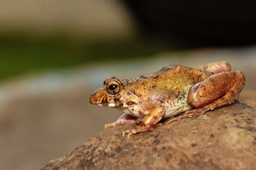 Cricket Frog on rock, Fejervarya sp., Pune, Maharashtra, India