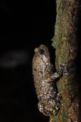 Ramanella mormorata, Matheran, Maharashtra, India. Indian dot frog, marbled ramanella, dark-banded frog, and mottled globular frog,  a species of narrow-mouthed frog endemic to the Western Ghats
