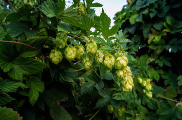 Hop cones for beer on a branch close-up.