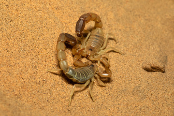 Scorpions fighting, Androctonus sp., Rajasthan, India