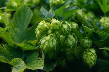 Cones of green hops for beer close-up.