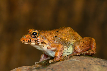 Cricket Frog on rock, Fejervarya sp., Pune, Maharashtra, India