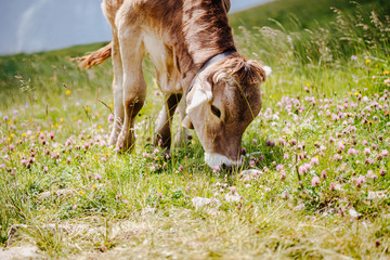 cow eating grass, herbs and clover on a alpine pasture