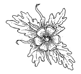 Plants and flowers. Outline hand drawing. Isolated vector object on white background. Beautiful spreading branches and leaves for the pattern. Ink.