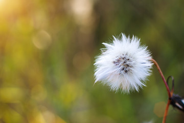 a small fluffy flower on a green background, growing in its habitat on an autumn day and...