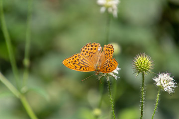 silver washed fritillary butterfly (Argynnis paphia) sitting on a small teasel, also called Dipsacus pilosus or behaarte karde